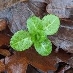 Veronica beccabunga Leaf