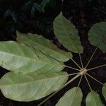 Schefflera decaphylla Blatt