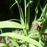 Leersia oryzoides Blatt