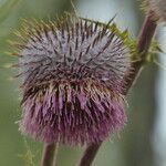 Cirsium jorullense Žiedas