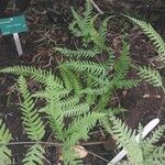 Pteris fauriei Листок