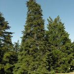 Abies cilicica Celota