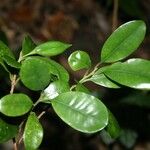 Planchonella mandjeliana Habit