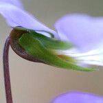 Viola pedata Blomst