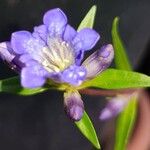 Gentiana cruciataList