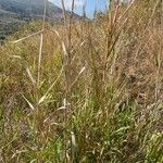 Arundo plinii पत्ता