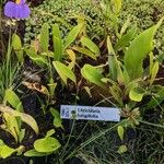Utricularia longifolia Hábito