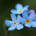 Myosotis alpestrisÇiçek