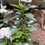 Catharanthus coriaceus Žievė