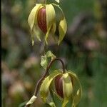 Darlingtonia californica Цветок