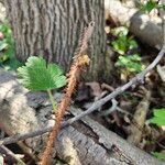 Ribes cynosbati Bark