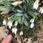 Galanthus plicatusVirág