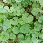 Hydrocotyle sibthorpioides ഇല