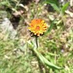 Pilosella aurantiaca Floare