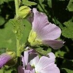Alcea pallida Flower