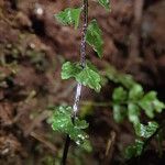 Asplenium erectum Φύλλο