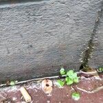 Ranunculus hederaceus Yaprak