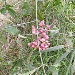 Euonymus europaeusFlower