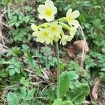 Primula elatiorKvět