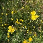 Crepis biennis Leaf