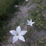 Nicotiana longiflora Květ
