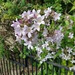 Campanula lactiflora Flower