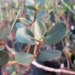 Rhododendron brassii Feuille