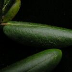 Rhododendron campylocarpum Habitat