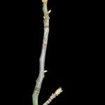 Carya myristiciformis 树皮