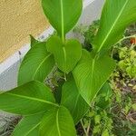 Canna x generalis Leaf