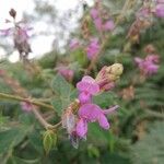 Desmodium intortum Blüte