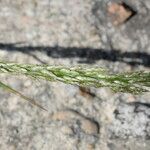 Eragrostis mexicana ফল