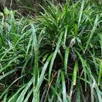 Ophiopogon jaburan Habitat