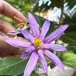 Grewia occidentalis Flower