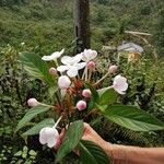 Luculia gratissima Flower