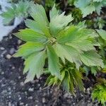 Levisticum officinale Leaf