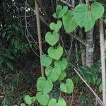 Aristolochia labiata Leaf