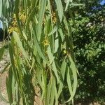 Eucalyptus camaldulensis Blad