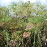 Cyperus giganteus 叶