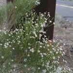 Baccharis sarothroides Ostatní