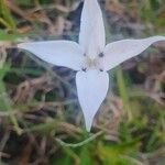 Conostomium quadrangulare Blomma