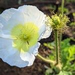 Papaver nudicauleBlomma