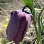 Fritillaria tubaeformis Õis