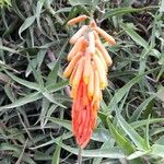 Aloe ciliaris Квітка