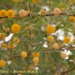 Acacia farnesiana अन्य