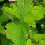 Malva trimestris 葉