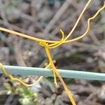 Cuscuta campestris Kaarna