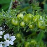 Heliotropium steudneri Fruchs