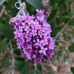 Buddleja davidiiŽiedas