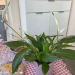 Spathiphyllum floribundum 葉